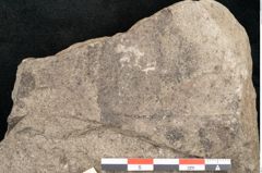 Foto (Detailansicht) von Plantae indet.  (NHMW-GEO-2024-0188-11549)